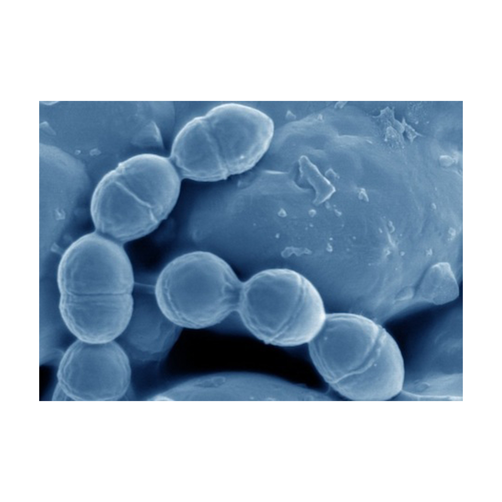Хорошая цена, пробиотики, Лучшая цена, пробиотики Lactococcus лактиs-Zealmax Biopharma