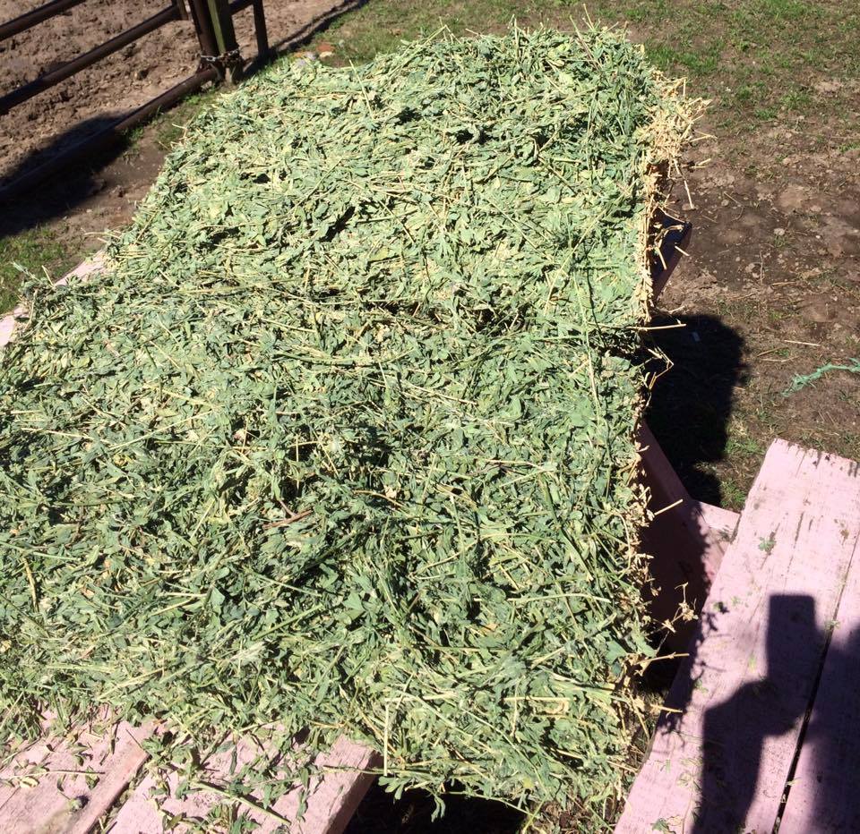 T&H Alfalfa Hay Animal Feeding High Quality for Sale Sundry Lucerne Hay Alfalfa