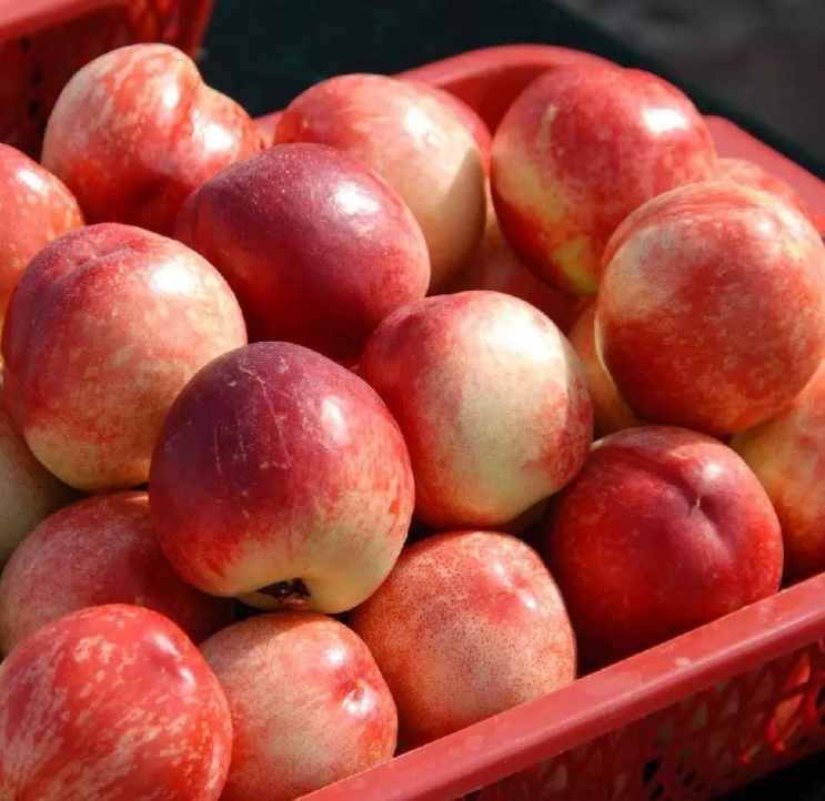 Свежие фрукты, белые целлюлозы Nectarines