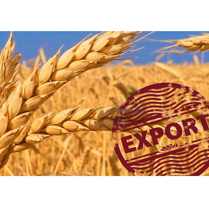High quality wheat grains / Durum wheat wholesale