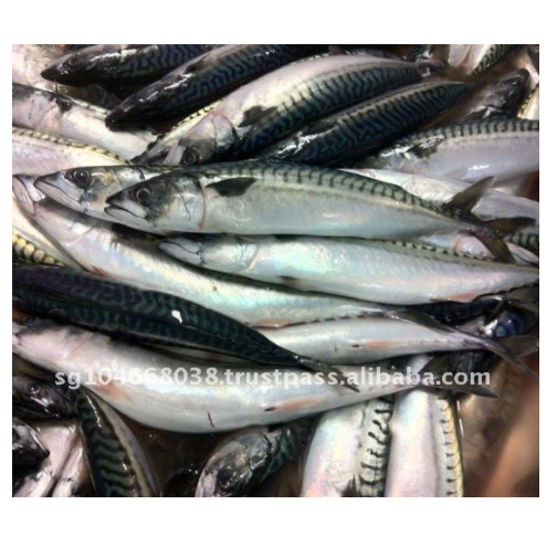 Замороженная морская скумбрия, рыба, 12,5 кг x 2 шт./упаковка