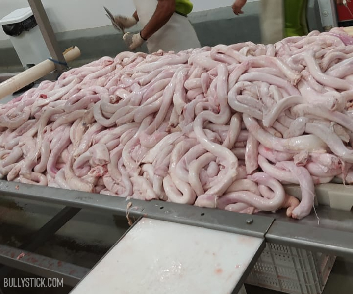 Frozen Beef Pizzles wholesale