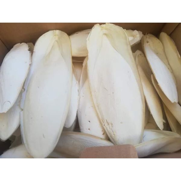 Cuttlefish Bone From Pakistan Best & Well Dried