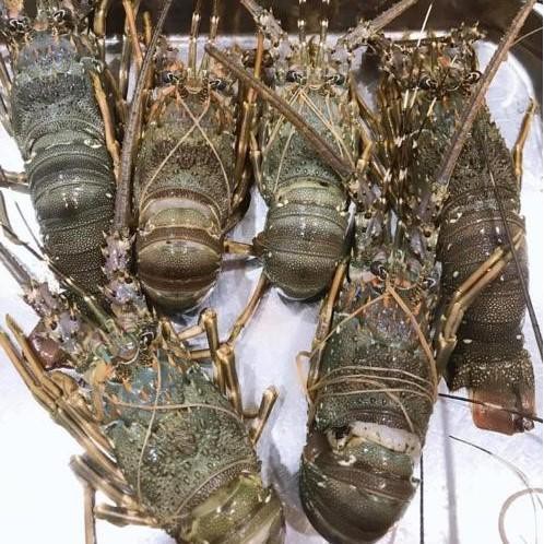 Live Lobsters/Fresh Chilled Lobster/Frozen Lobsters!