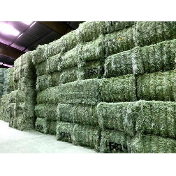 Super Top Quality Alfafa Hay for Animal Feeding Stuff Alfalfa / Timothy / Alfalfa Hay for Sale