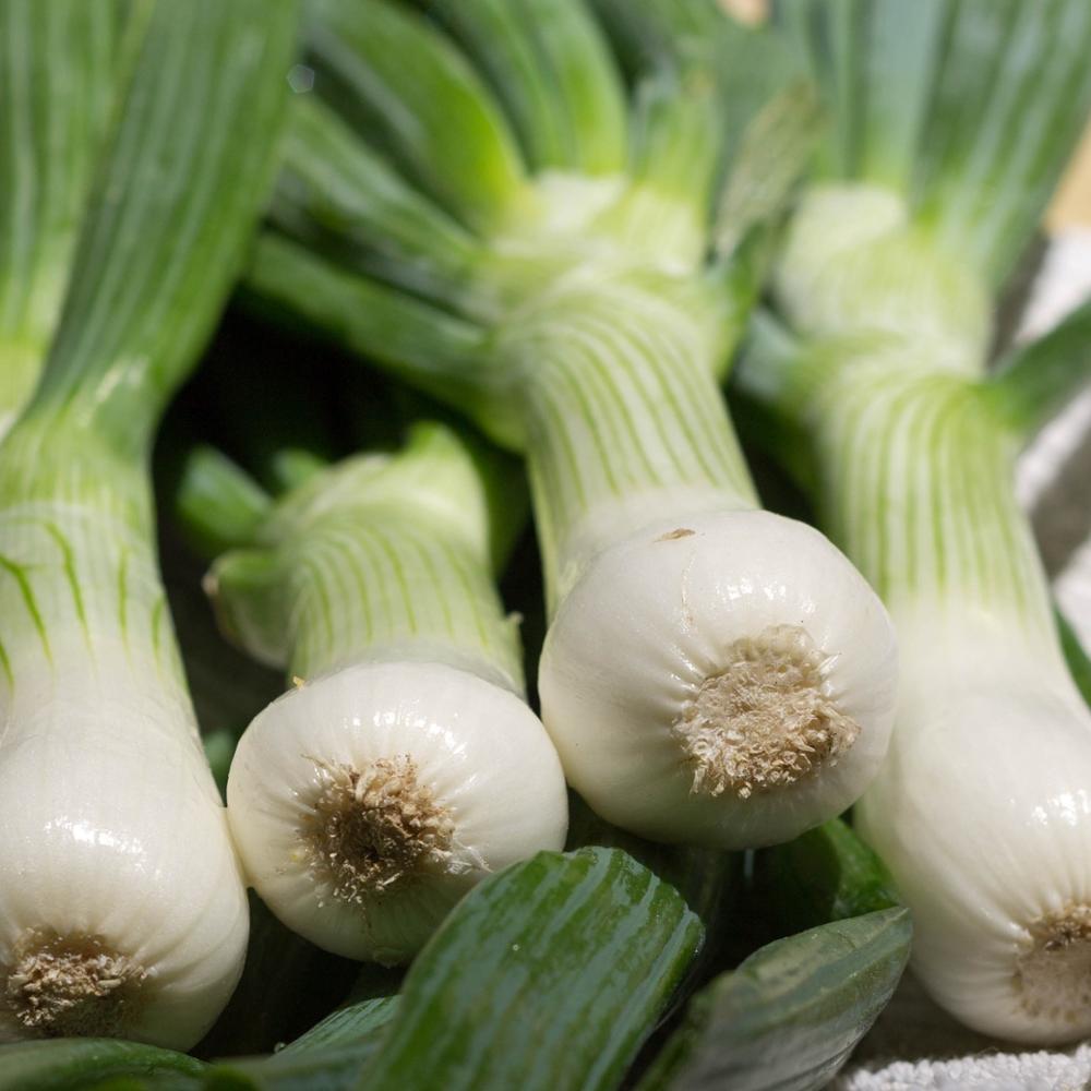 Available High Quality Fresh Scallions