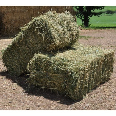 Fresh Alfalfa Hay for Animal Feeding / Stuff Alfalfa hay/alfalfa hay pellets ready