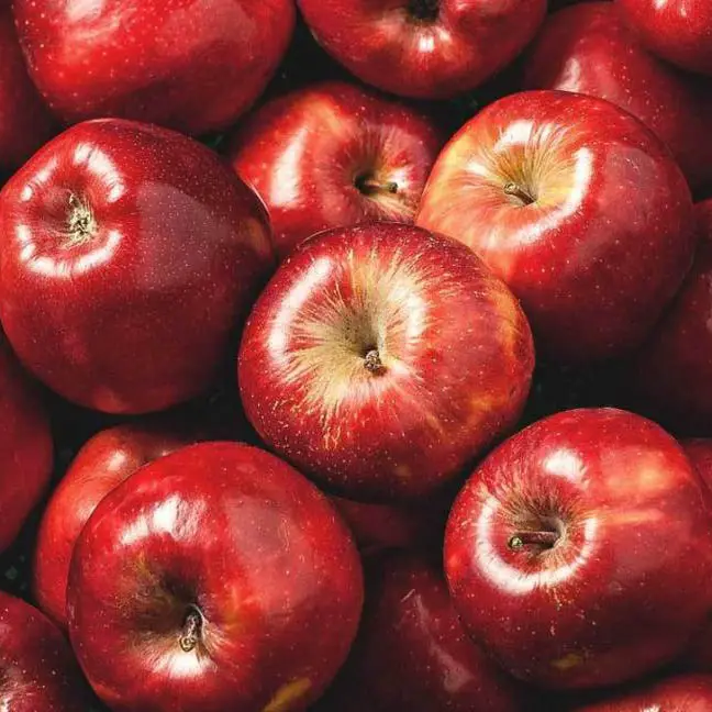 High quality new crop Fresh Apples Export Price