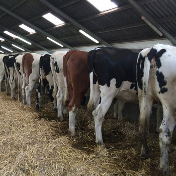 Отгустная говядина/живые молочные коровы/беременные Holstein