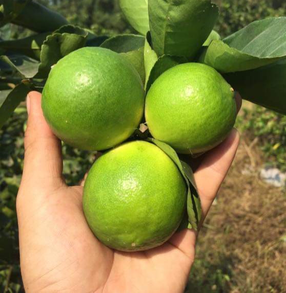 HOT SALE SEEDLESS LEMON FROM VIET NAM WHATSAPP +84986399409
