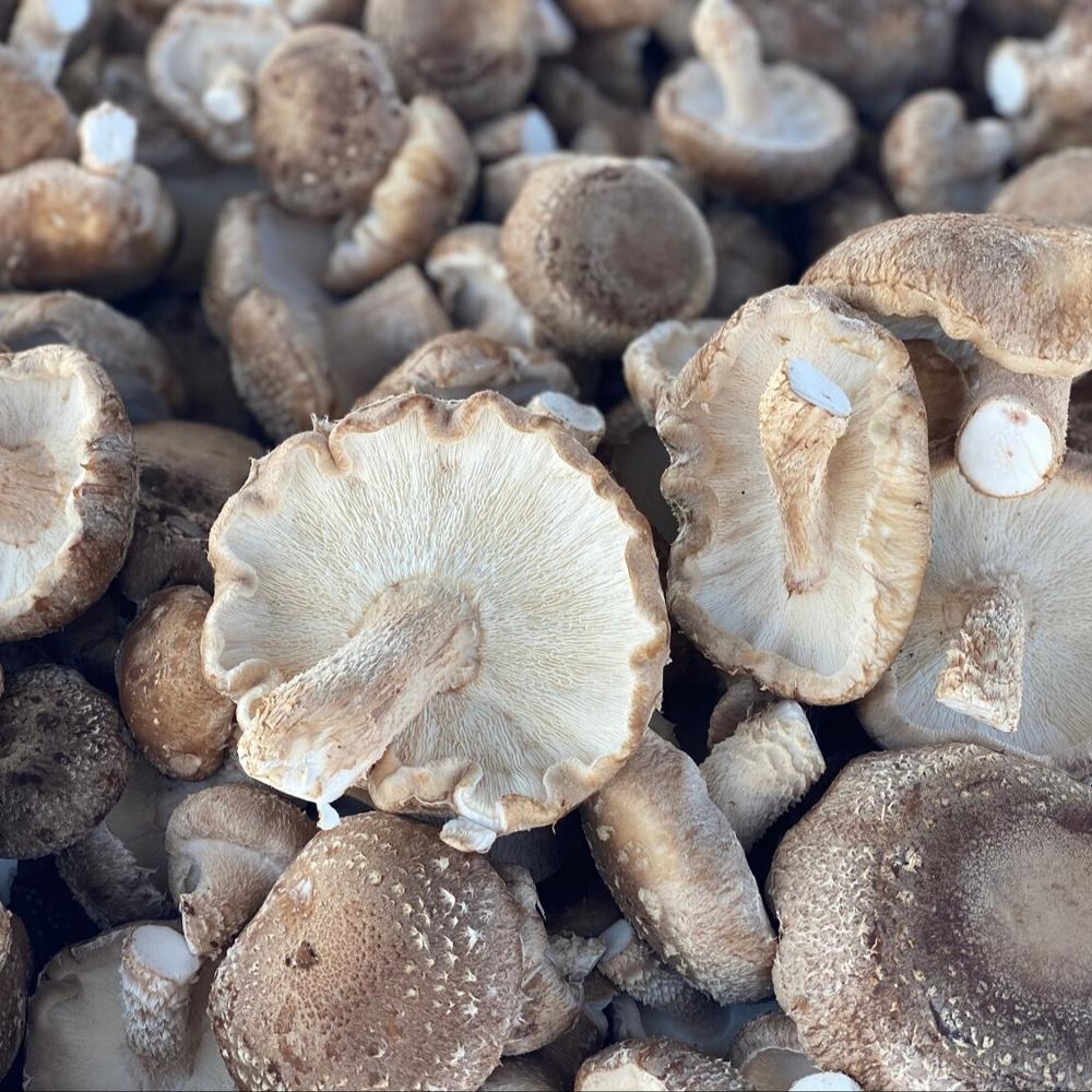 Mushrooms & Truffles canned button mushrooms