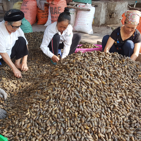 Whole And Spilt Dried Betel Nuts/ Areca nut from Vietnam// Jolene + 84 336089155