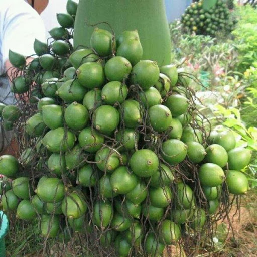 Свежий орех Areca/зеленый Betel young/свежий напиток Betel