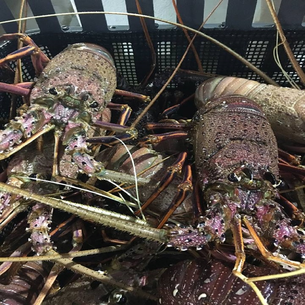 Fresh maine lobster/Live maine lobster/American Lobsters
