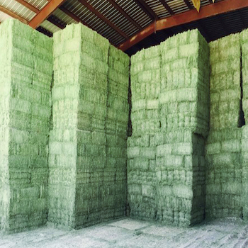 ALFALFA HAY FOR ANIMAL FEED