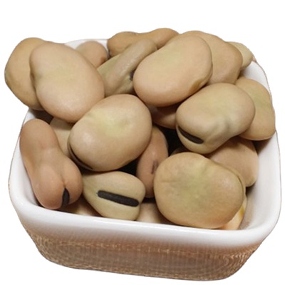 Broad bean manufacturers direct sales faba bean natural planting fresh broad beans