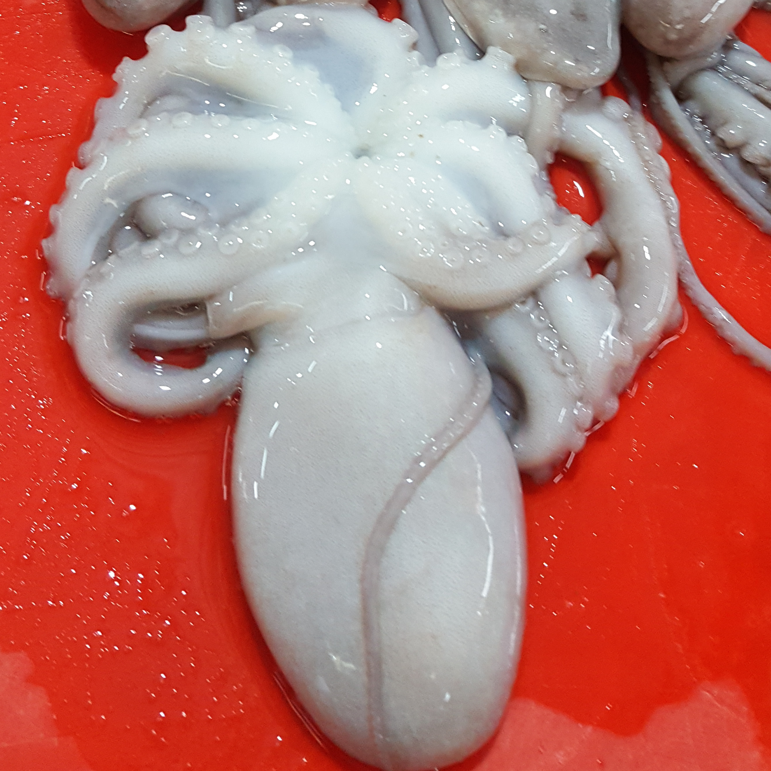 Вырубной кальмар для продажи