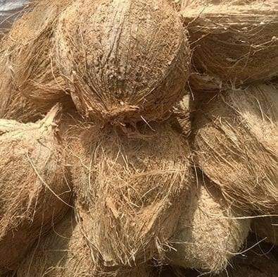 BIG SUPPLY SEMI HUSKED COCONUT FROM VIET NAM FOR THAILAND MARKET