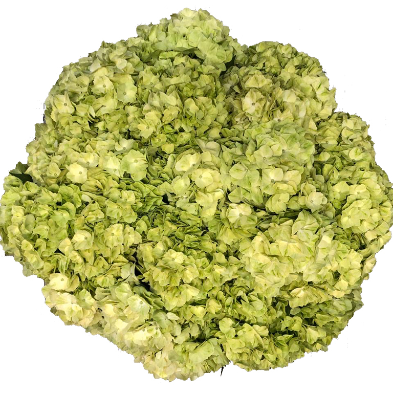 Hydrangea Lemon Green For US only