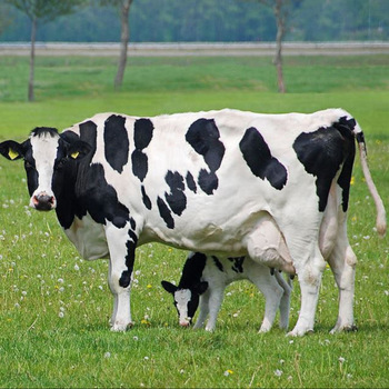Сливочный молочный Крупный рогатый скот/Живая Беременная Кобра Friesian Holstein