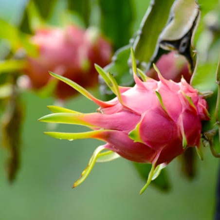 Dragon fruit