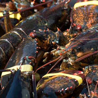 Морепродукты, свежий и замороженный лобстер, живой и свежий Лобстер