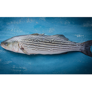 Полосатый окунь, свежие морепродукты, цельная рыба премиум-класса, 5-6 фунтов.