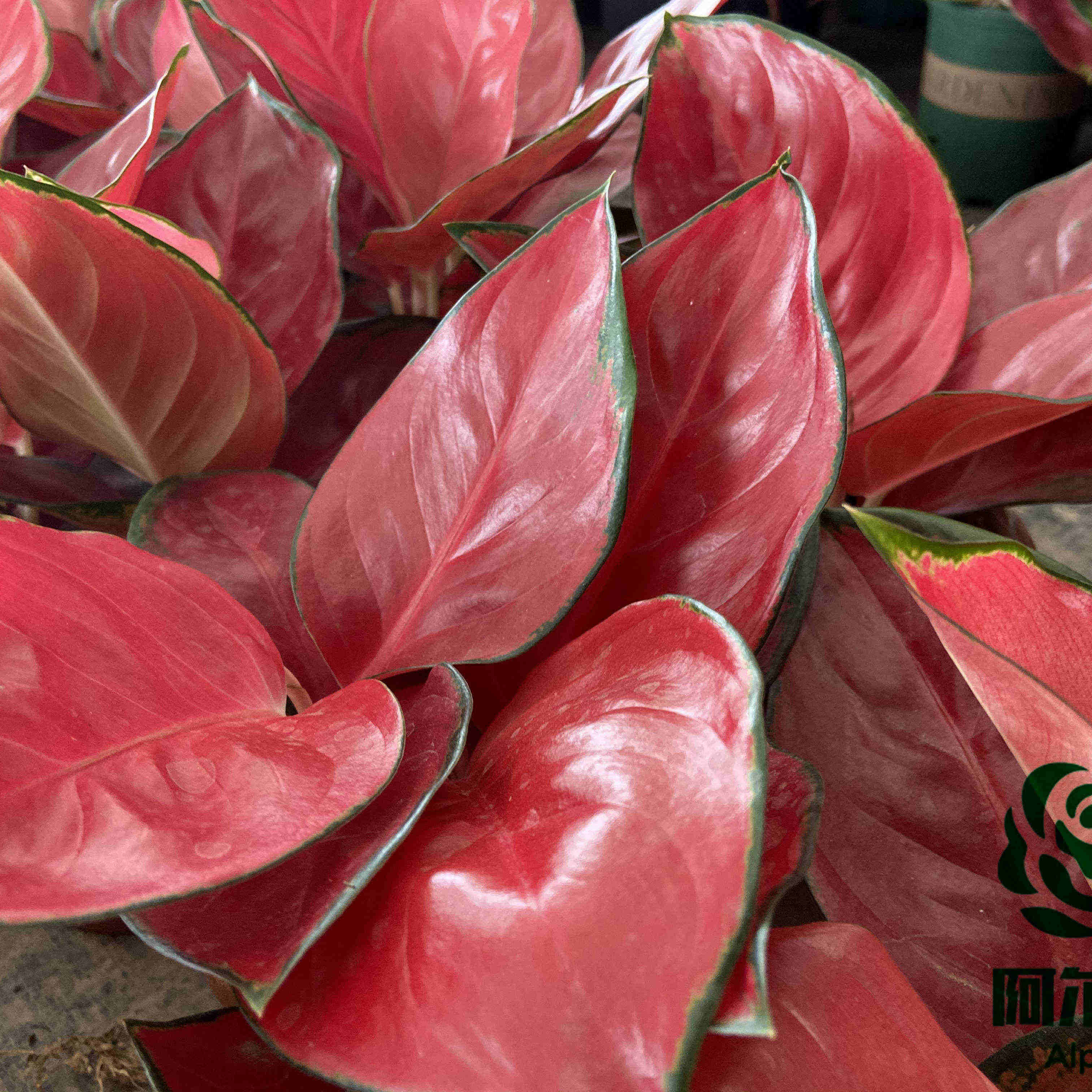 2021 Альфа импортное живое растение китайское Aglaonema и suksom бонсай