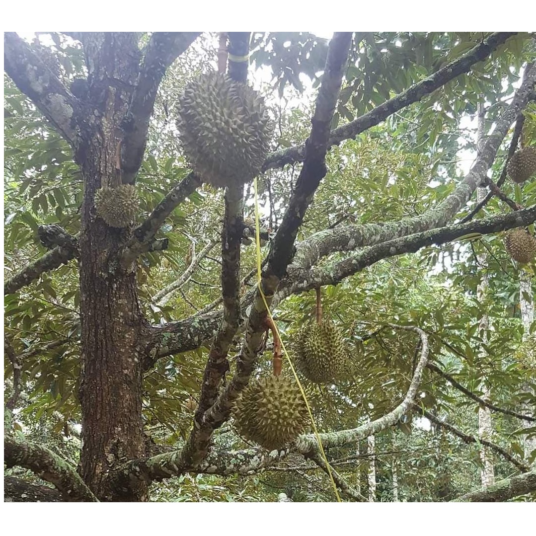 Оптовая продажа, органические MonThong Fresh Durian весом 2 - 4 кг и размером 20 - 30 см из Таиланда