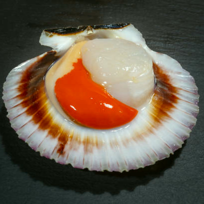 Fresh Large Scallops In Shells