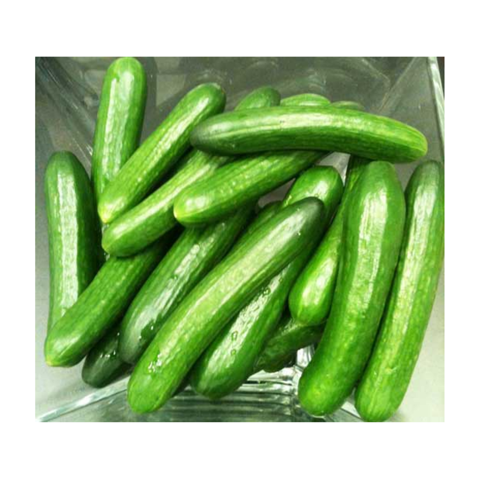 Fresh Cucumber Available