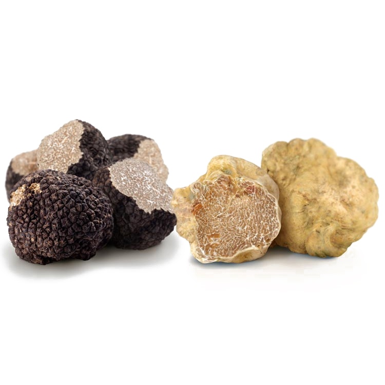 Top Grade Delicious Piedmont White Truffle / Black Truffle