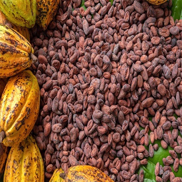 Cocoa Beans / Cocoa Beans for Sale