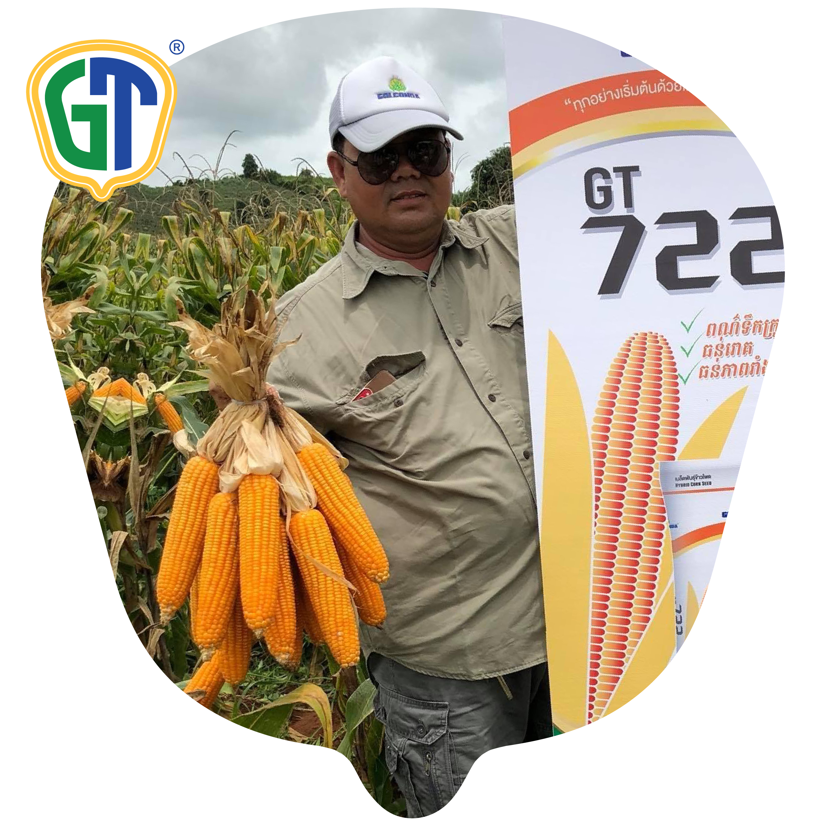 Medium Size 83-85% Shelling 10.000-13.560 Average Yield Medium Maturity Hybrid Corn Seeds