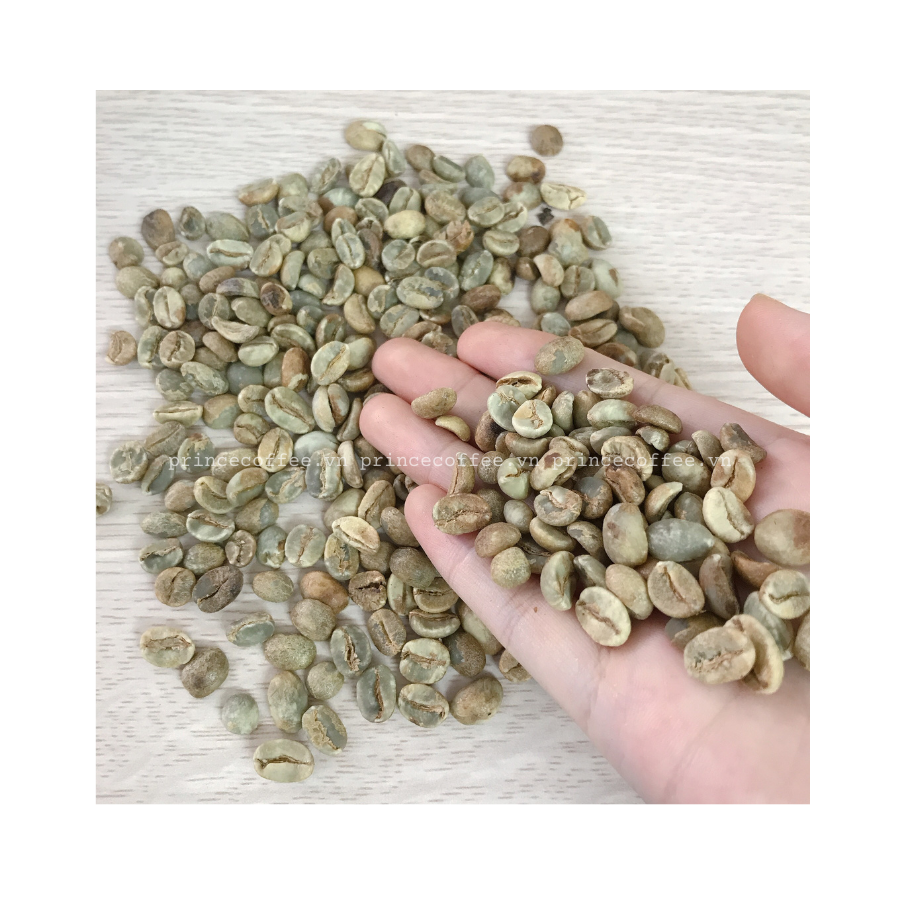 Vietnnam HOT PRICE Coffee Beans HIGH GRADE 18 scr Green Coffee Beans Raw Coffee Whole Beans
