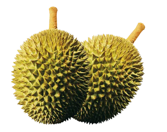 Malaysia manufacturers whole frozen fruits forzen durian supplier