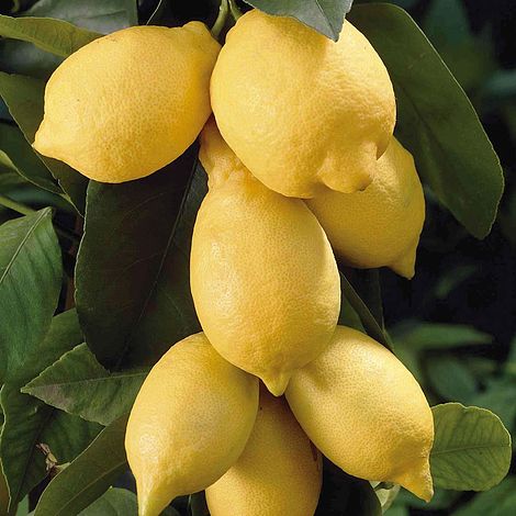 Juicy Lemon Fresh Eureka Level A Yellow Lemon From Brazil