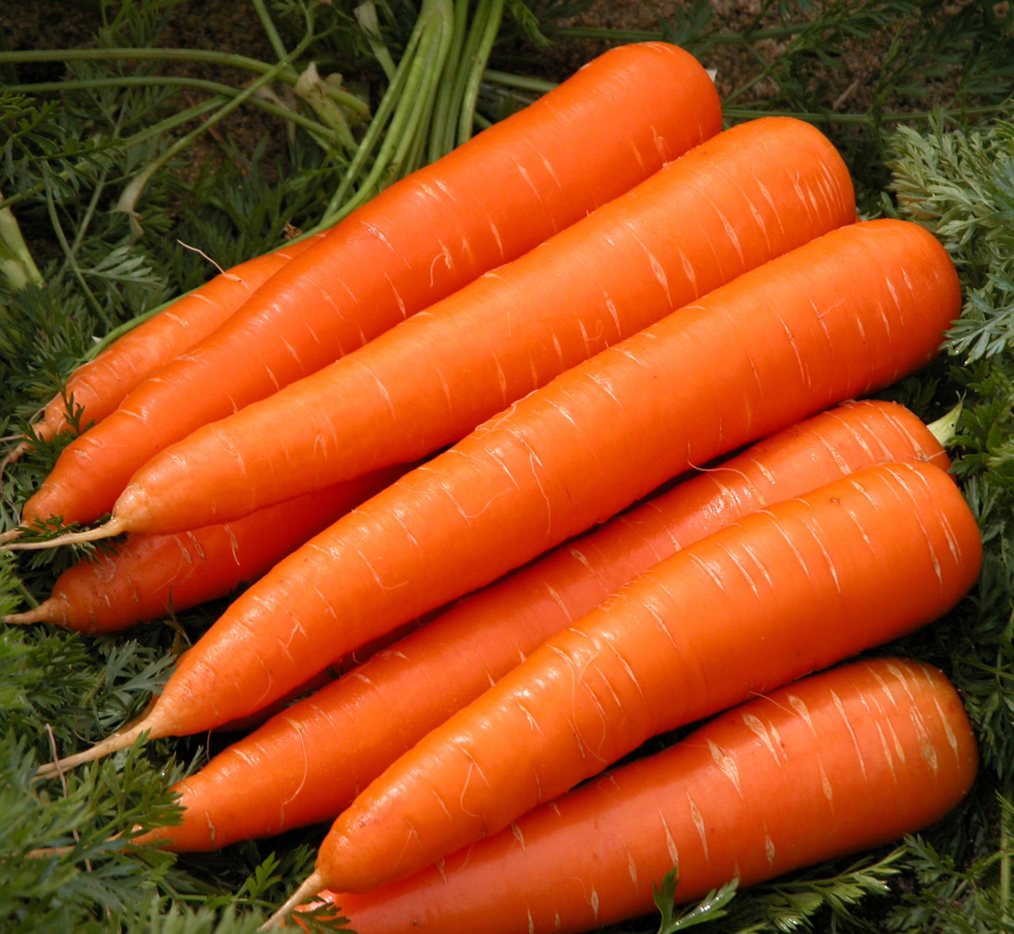 Organic Wholesales Carrot Fresh Good Cheap Carrot Exporting in Vietnam/Serena