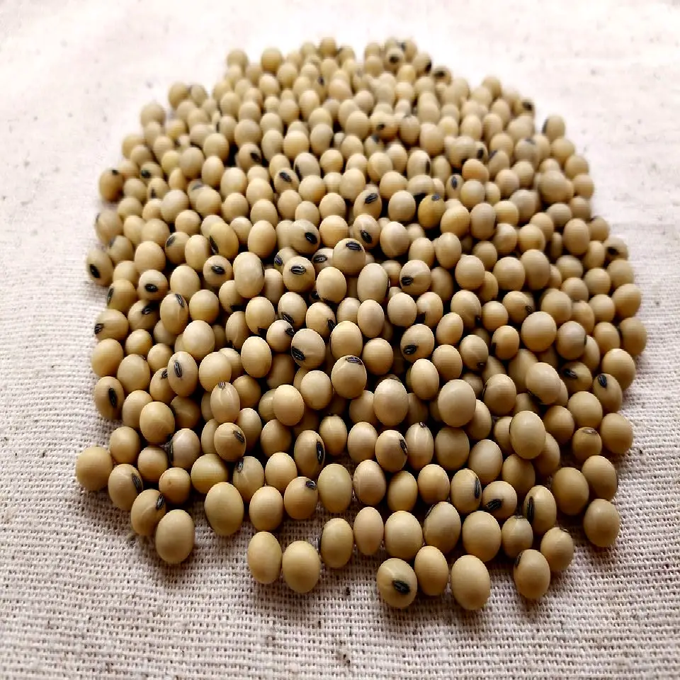Good quality soya bean for oil , soybean , Soybean Seeds with reasonable price