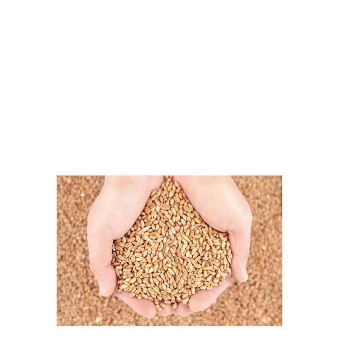 Bulk Wheat Grains Exports