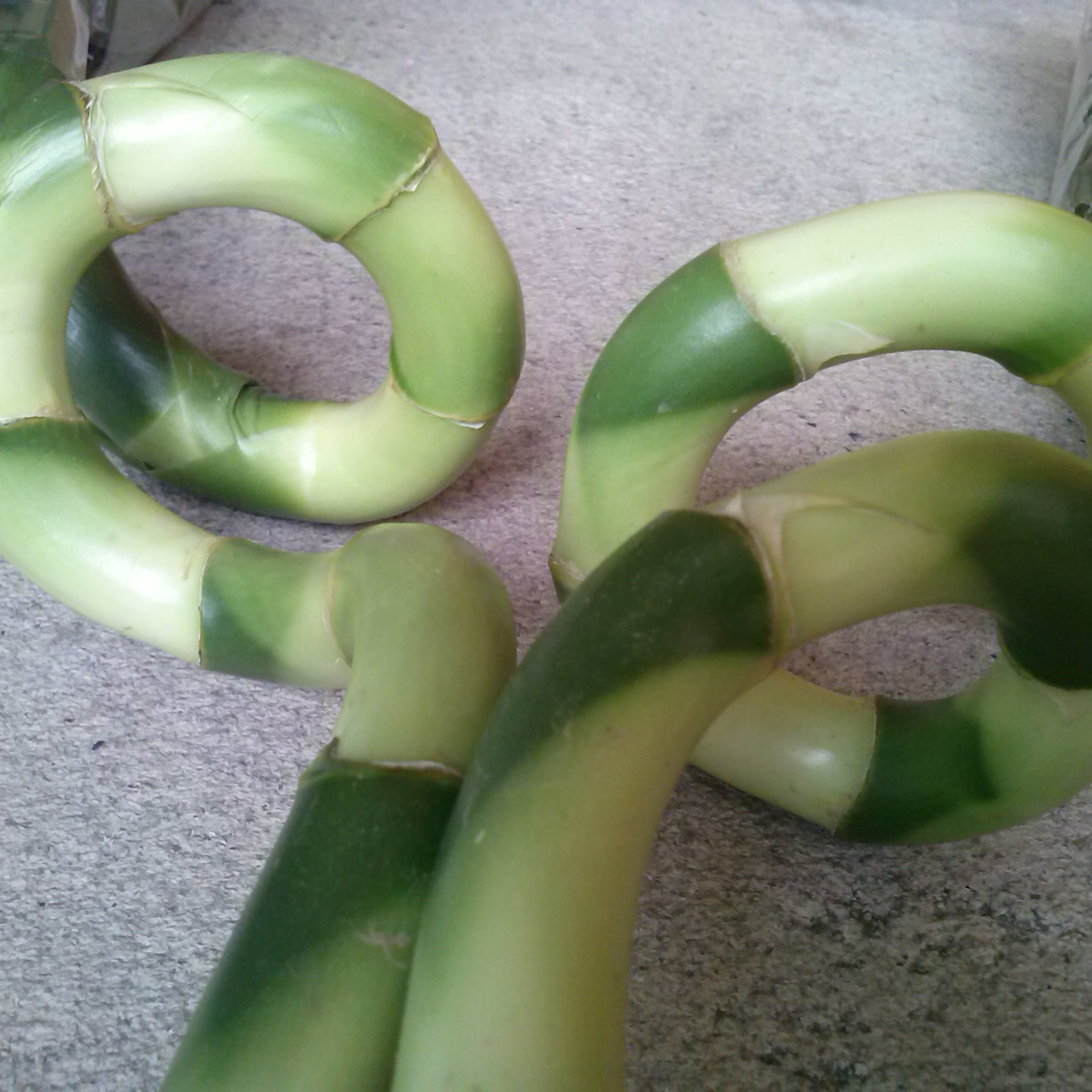 Lucky bamboo spiral 110-120 см (класс AA, A, B)