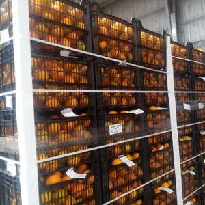 Grade A1 ORANGE 2021 at a Cheaper FOB price available for Export