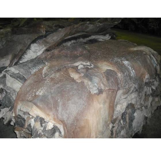 Hot sale Wet Leather Buffalo Hides And Wet Blue Cow Split Leather
