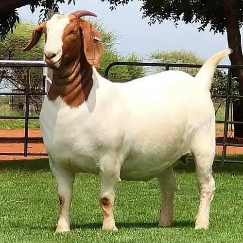 Pure Boer Goat / Live Sheep, Cattle, Lambs For Sale Available for export