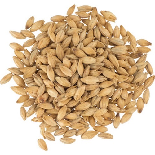 Low Price Natural Raw Organic Barley Malt Barley Seed
