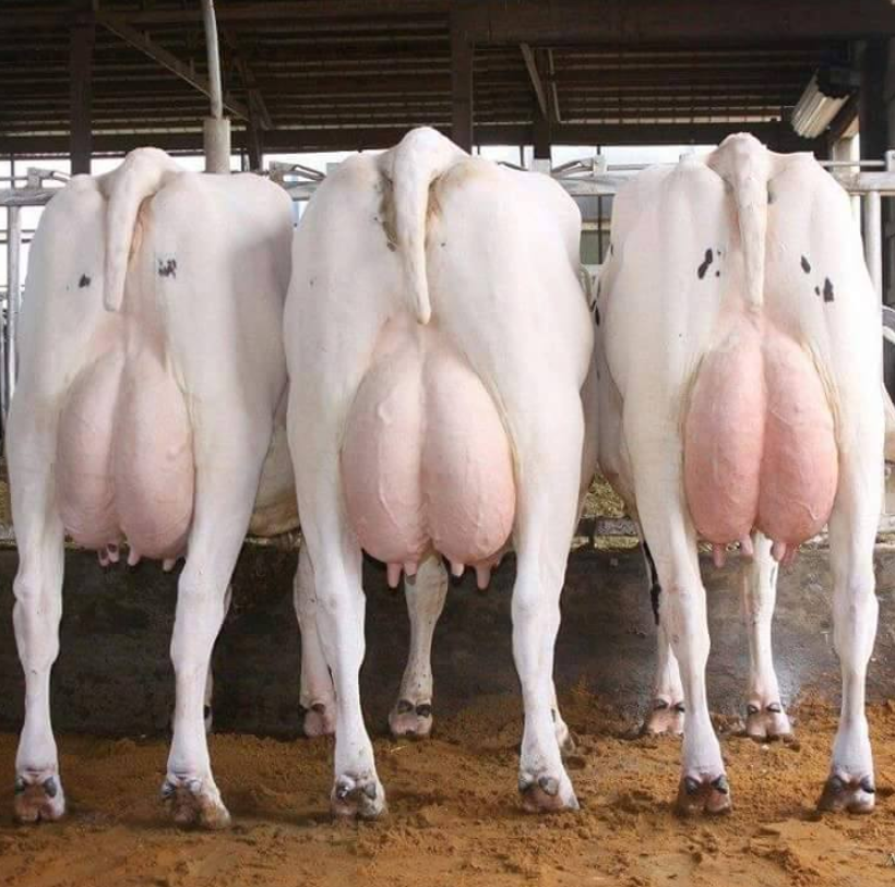 Live Dairy Cows and Pregnant Holstein Heifers Cows FOR SALE