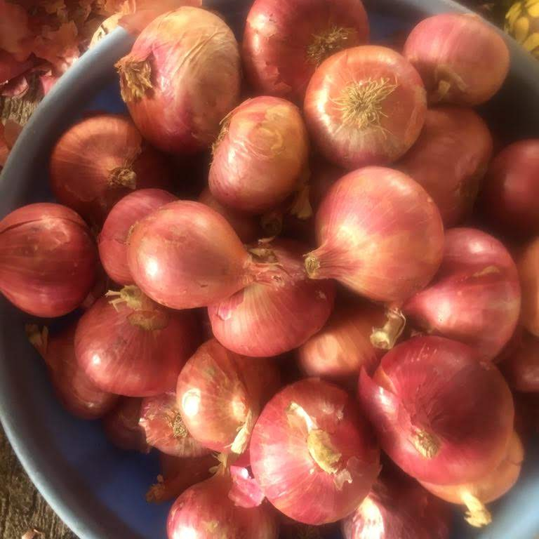 New Season Red Onion Fresh Onion Export for sale