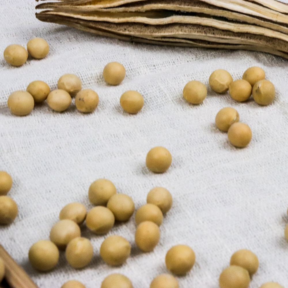 soya Bean Non Gmo Soybeans Soya Beans
