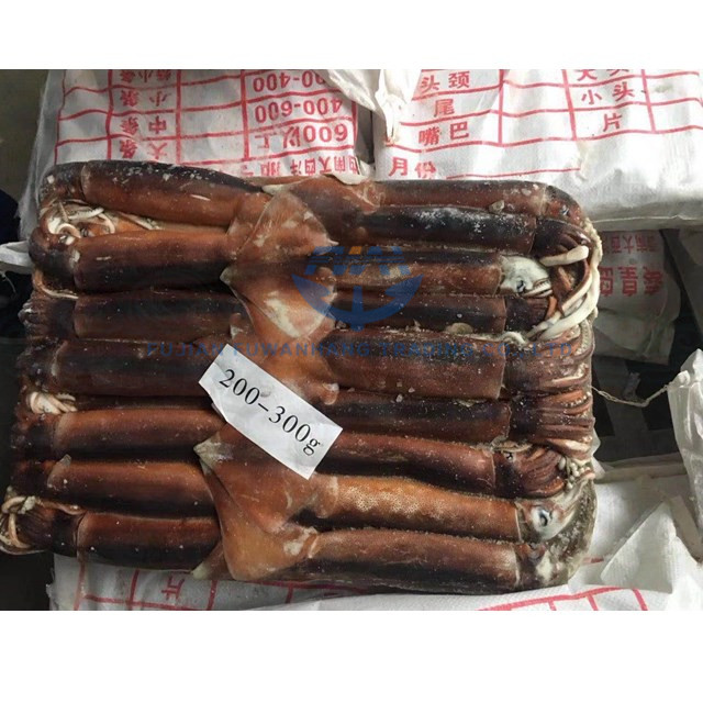 frozen BQF illex argentinus squid Austria