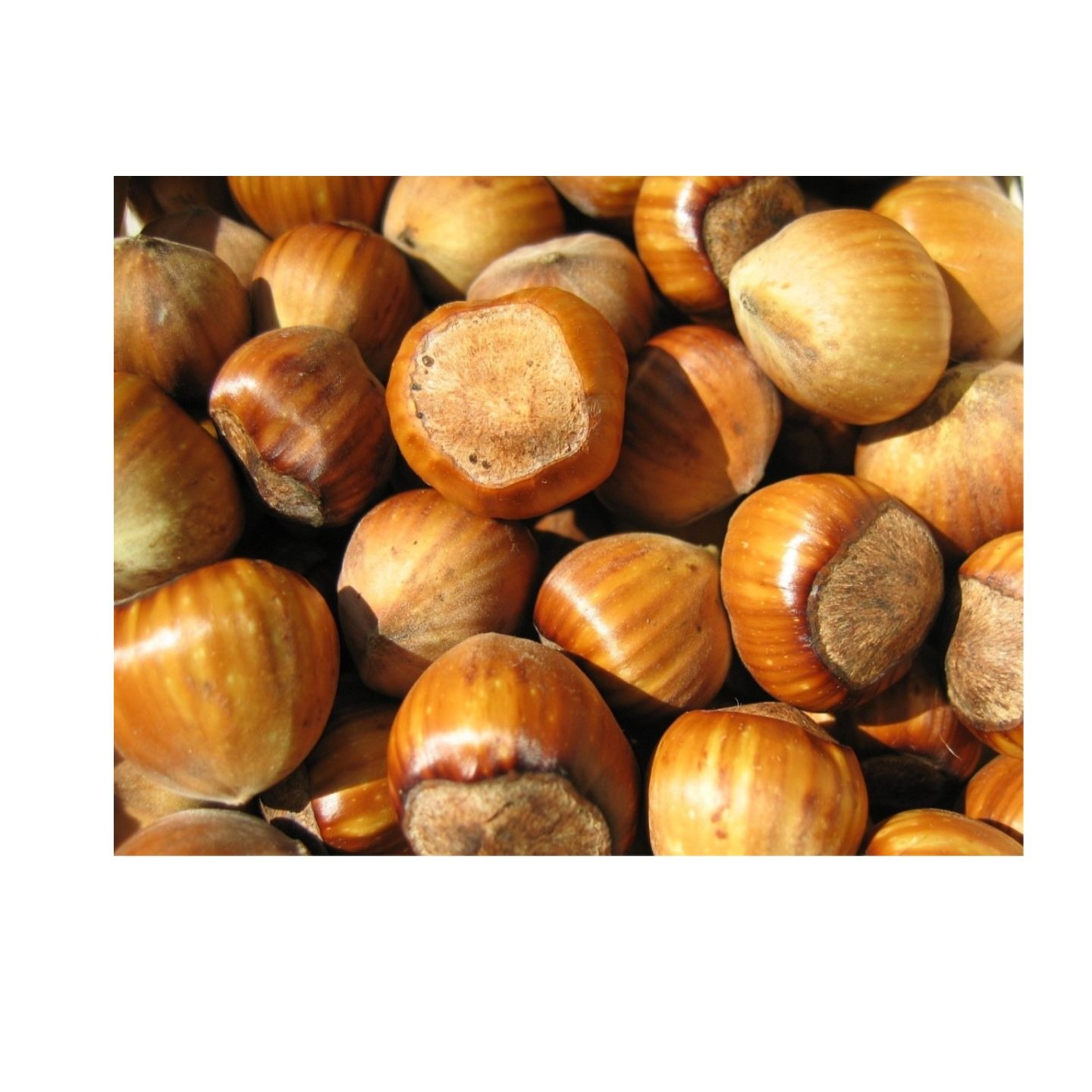 Organic Dried Roasted Hazel Nuts for Sale